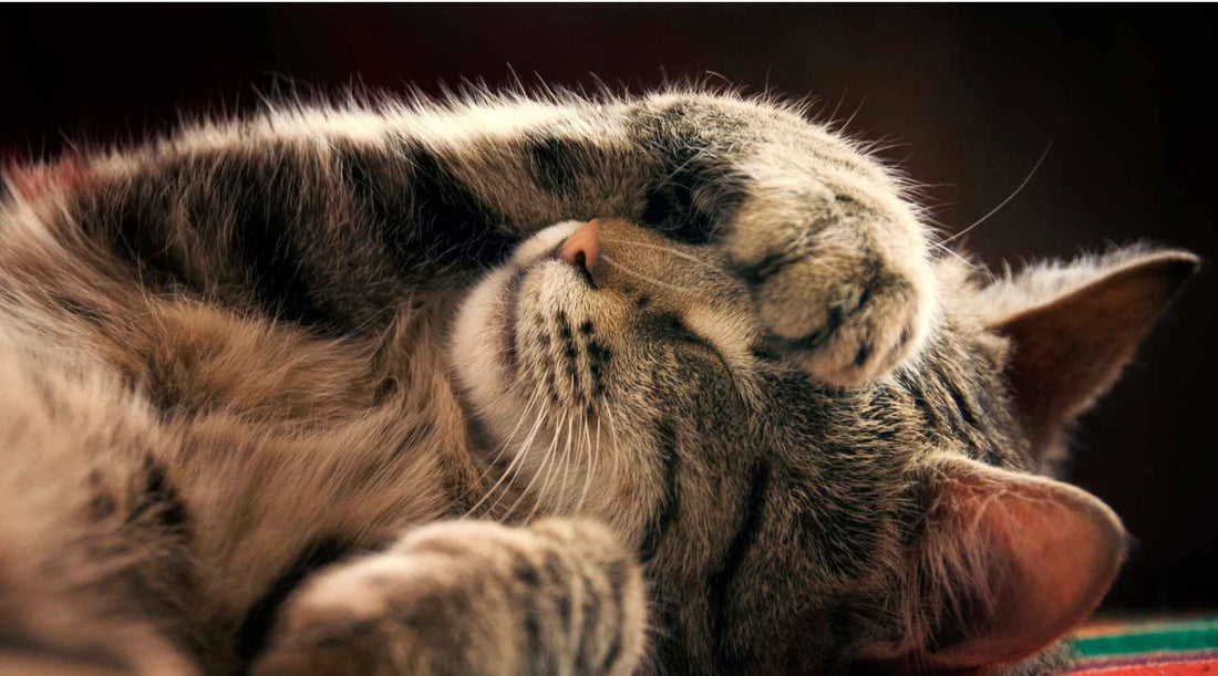 5 signs you need more magnesium - City Survivor