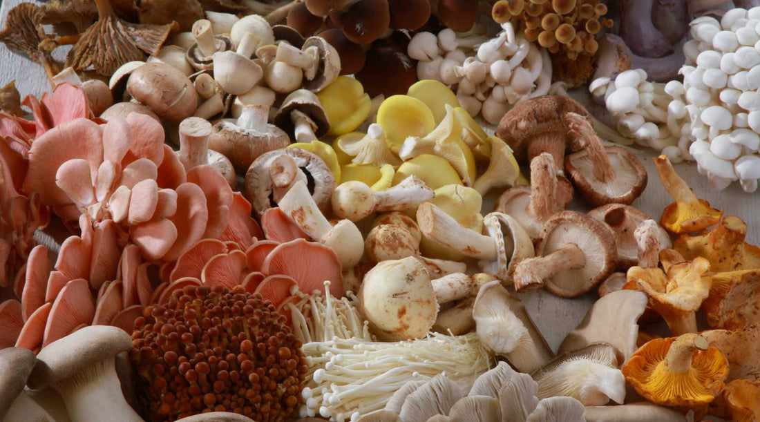 Beta Glucans & immune health - City Survivor