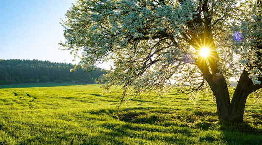 Sun shining through a tree covered in blossom, against a backdrop of a green meadow.