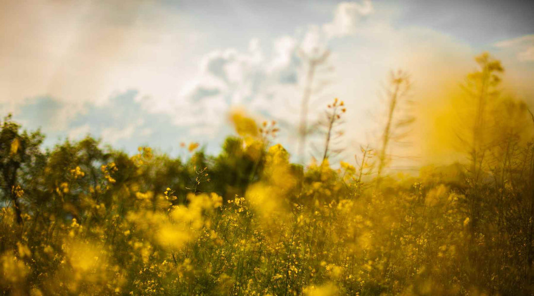 Natural Solutions for Hayfever - City Survivor