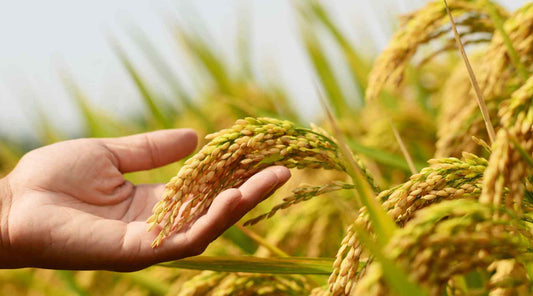 Should you get everything you need from food? - City Survivor