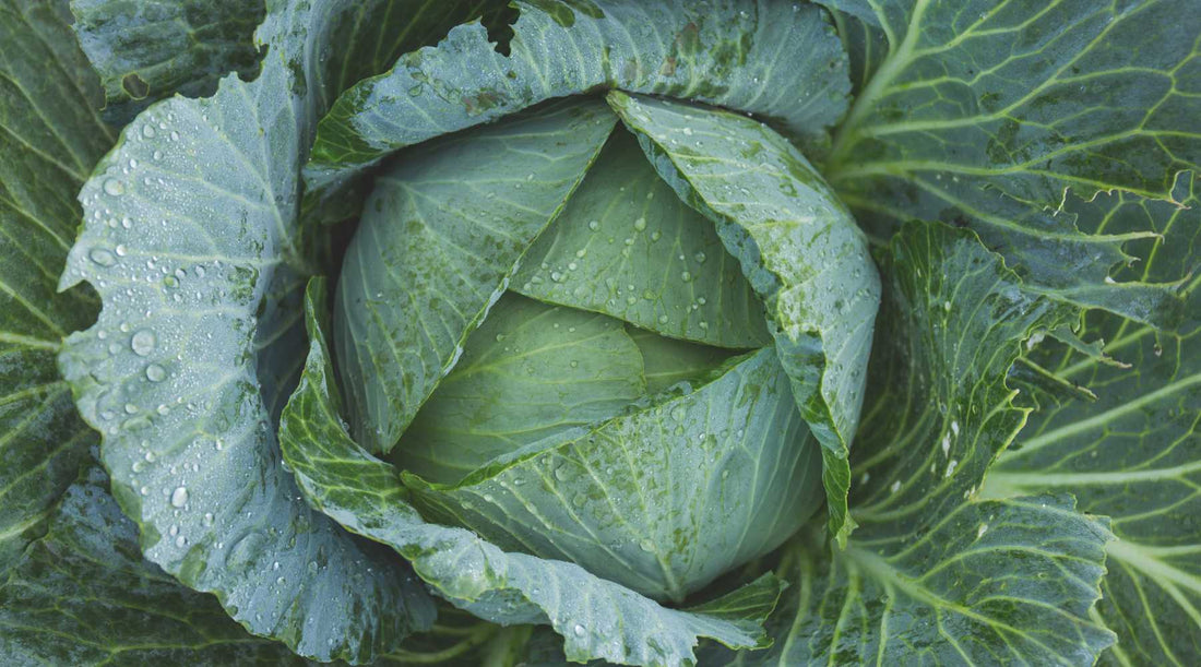 The problem with Folic Acid - City Survivor