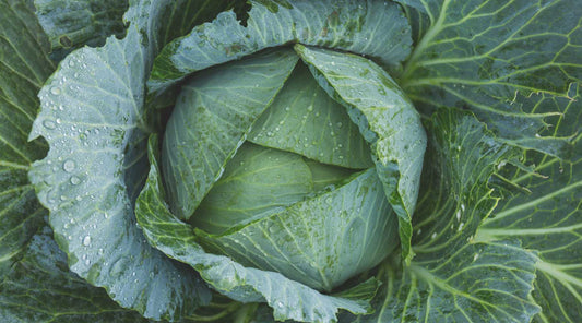 The problem with Folic Acid - City Survivor